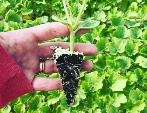 Food Safety Standards in Planting