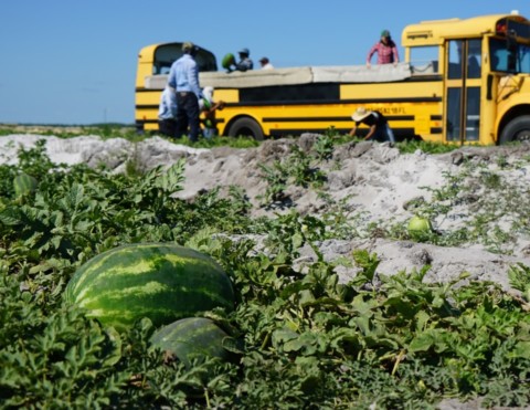 Loading Melons into Truck