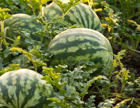 Watermelons sitting on the ground in the field
