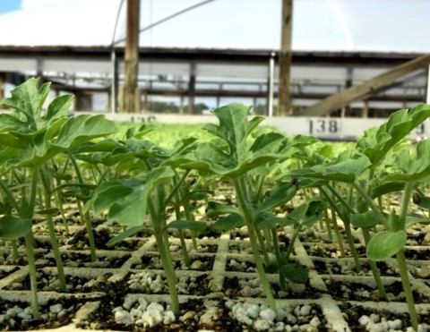 Watermelons being planted