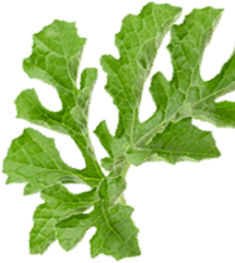 Melon 1 Leaves for Picking a Perfect Watermelon